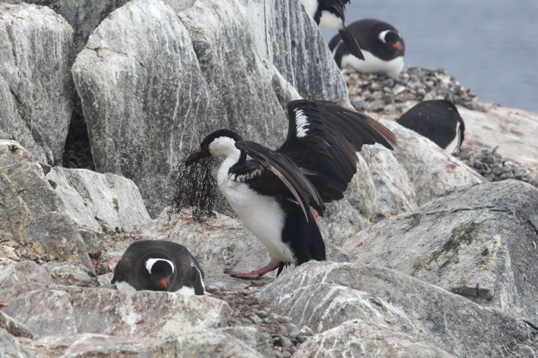 Antarctic shag